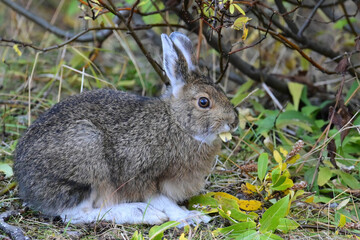 A mid-phase snowshoe hare (lepus americanus) munches on abundant foliage in Denali National Park and  Preserve, Alaska. © JT Fisherman