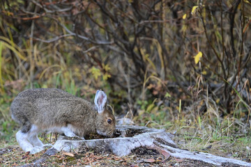A mid-phase snowshoe hare (lepus americanus) explores a hollow tree stump in Denali National Park and  Preserve, Alaska. © JT Fisherman
