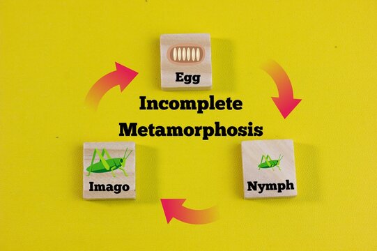 Educational illustration showing the incomplete metamorphosis life cycle of a grasshopper, with stages of EGG, NYMPH, and IMAGO arranged in a circular process, representing insect development and biol