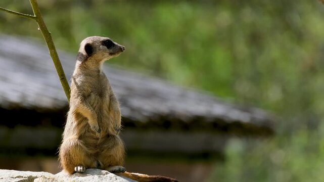 Meerkat standing alert on rocky terrain with natural sunlight