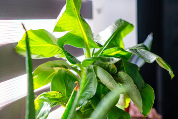Green potted banana plant with large lush leaves indoors by a window with striped zebra blinds, bright natural daylight lighting, close-up photograph of houseplant, vibrant foliage, shallow depth of f © Adam