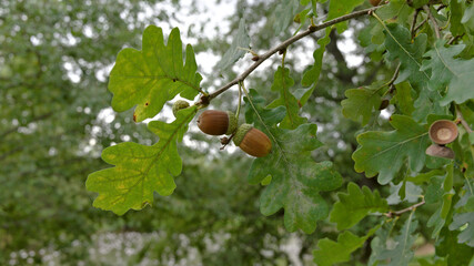 Two ripe acorns growing on an oak branch surrounded by green lobed leaves in a natural outdoor setting. © Oddette