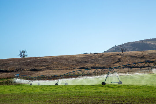 An irrigation pivot spraying mist on short green crop.