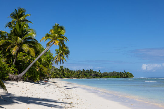 Tropical sandy beach with leaning palm trees and clear blue ocean sky