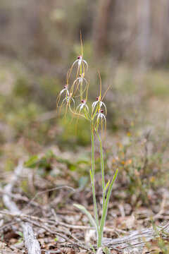 Delicate white spider orchid wildflowers with long slender petals growing naturally