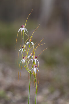 Spider orchid flowers blooming in nature against soft blurred background