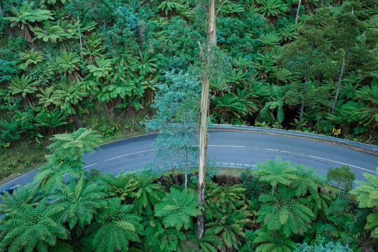 Aerial view of a winding mountain road amongst lush green tree ferns