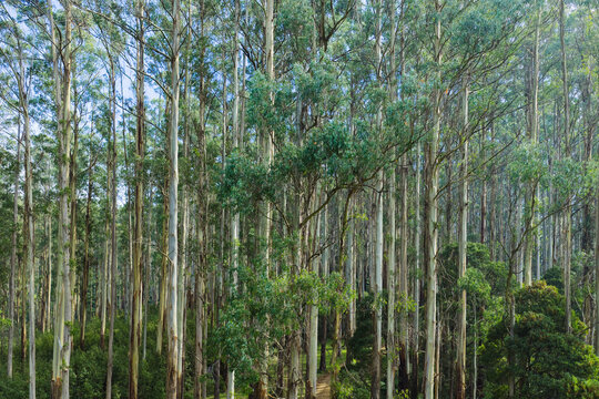 A dense forest of tall straight gum tree trunks