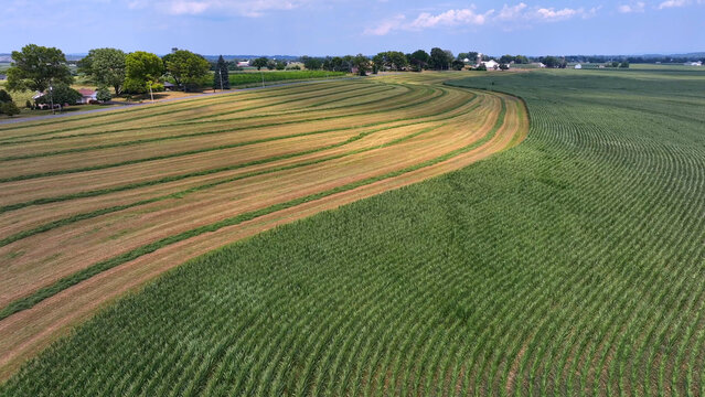 Aerial view of Salunga farmland featuring lush green corn crops and harvested hay fields under a clear blue sky in Salunga, Pennsylvania, United States.