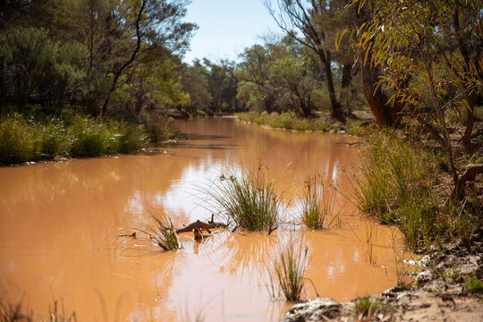 Waterhole full of muddy red water, lined with rushes
