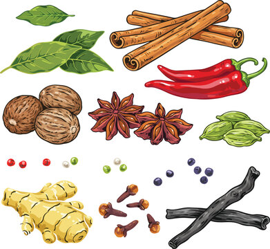 A beautiful collection of natural aromatic spices and fresh herbs essential for enhancing diverse culinary dishes
