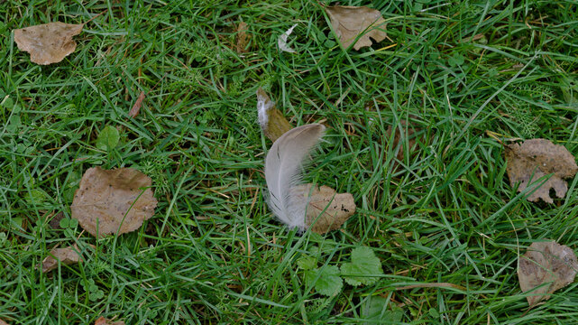 A single pale bird feather lying among green grass and fallen autumn leaves.