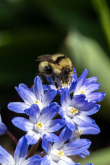 Fuzzy bumblebee gathering nectar from blue glory of the snow flowers © Cavan