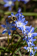 A fuzzy bumblebee collecting nectar from blue spring flowers © Cavan