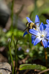 A fuzzy bumblebee collecting nectar from a blue flower © Cavan