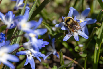Fuzzy bumblebee collecting nectar from a small blue spring flower © Cavan