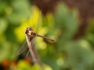 Overhead macro shot of a dragonfly resting on a branch © Cavan