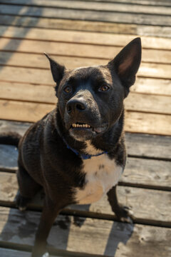 Goofy black dog with an underbite on a wooden deck