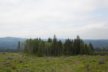 Fototapeta premium Deforested hillside with new growth and remaining trees