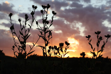 Obraz premium Silhouetted wildflowers against a beautiful cloudy sunset