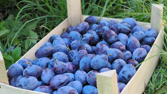 Freshly harvested plums in a wooden crate outside in orchard