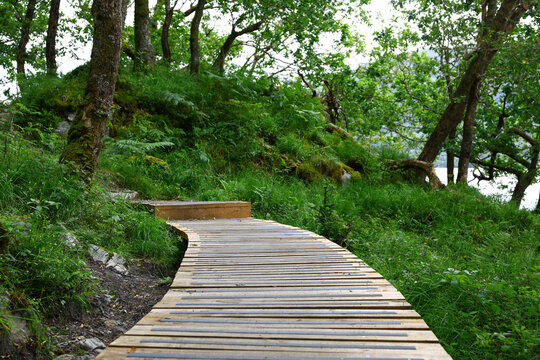 Wooden boardwalk path curving through a lush green woodland