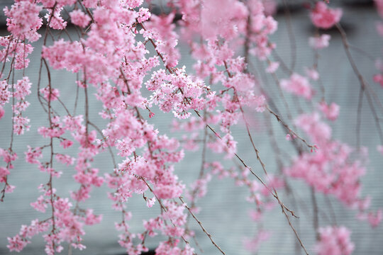 Delicate pink cherry blossoms on weeping tree branches