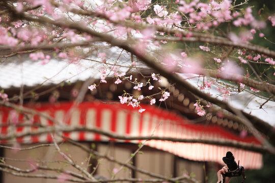 Photographer taking pictures of beautiful cherry blossoms
