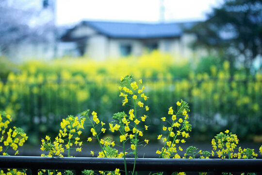 Yellow rapeseed flowers with a blurry Japanese house