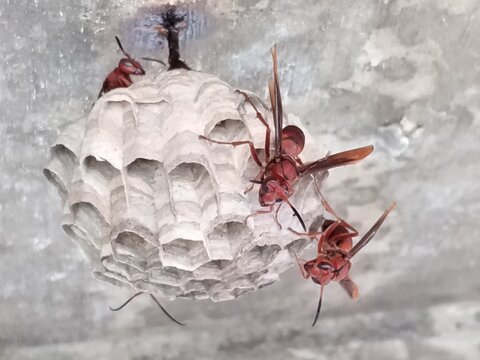 Red paper wasps guarding their paper nest