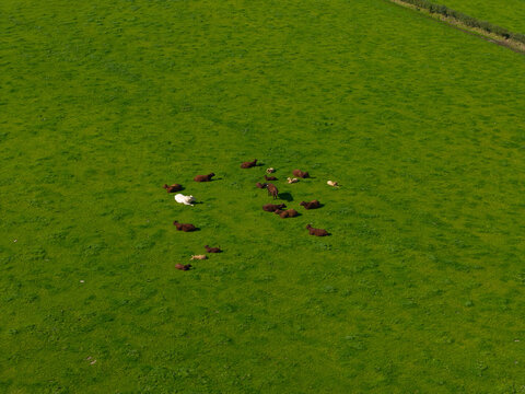 Aerial view of a herd of cattle resting in a vibrant green pasture in the countryside of Lisburn, Northern Ireland, United Kingdom.