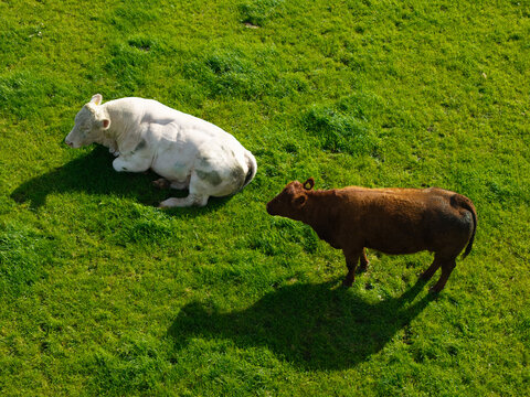 Aerial view of a white cow resting on the grass near a standing brown cow in a lush green pasture in Lisburn, Northern Ireland, United Kingdom.