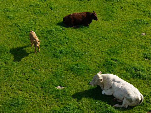 Aerial view of a white cow, a dark brown cow, and a calf resting in a vibrant green pasture in Lisburn, Northern Ireland, United Kingdom.