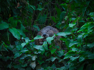 Eurasian beaver eating and hiding behind lush green foliage in natural riverbank habitat © fotofrank