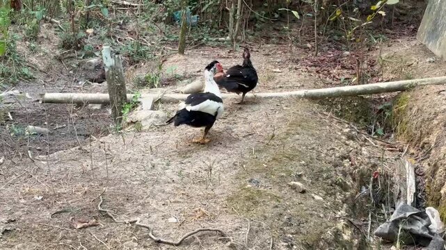 Video footage of a black and white Muscovy duck standing on dry soil in a rural backyard.
