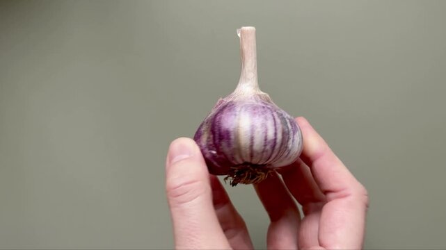 Hand Slowly Turning a Whole Purple Garlic Bulb