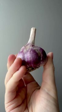 Hand Holding a Whole Purple Garlic Bulb Against Grey