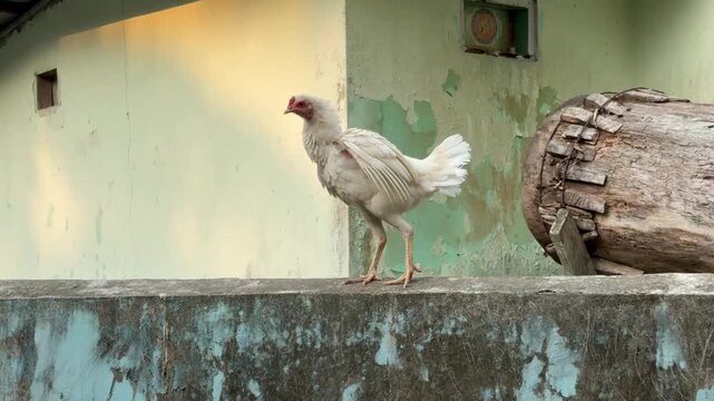 Video clip of a white chicken walking on a weathered wall with a traditional bedug drum.