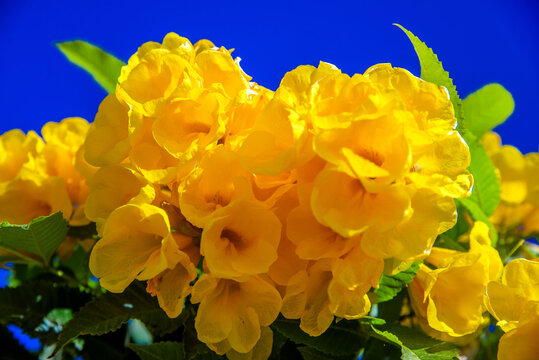 Yellow bells on a blue sky background
