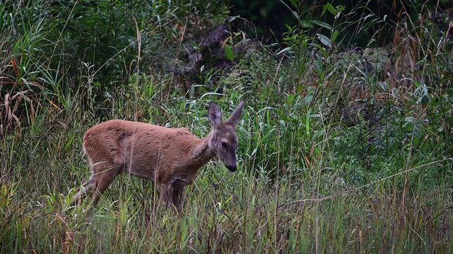 European roe deer doe walking through tall grass and vegetation in Bieszczady Mountains, Poland