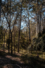 Fototapeta premium Scenic view of forest landscape on a sunny day.