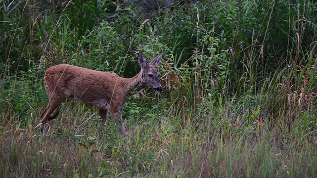 European roe deer doe walking through tall grass and vegetation in Bieszczady Mountains, Poland