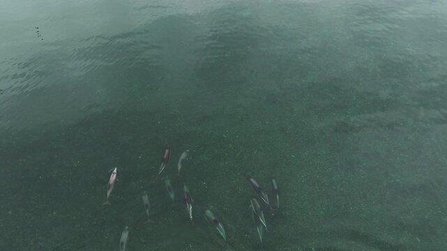 A mixed pod of Lagenorhynchus australis and Cephalorhynchus eutropia dolphins swims together through shallow waters off Pichiquillaipe, near Puerto Montt, southern Chile.