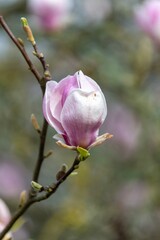 Fototapeta premium Close up of a saucer magnolia (magnolia x soulangeana) flower in bloom