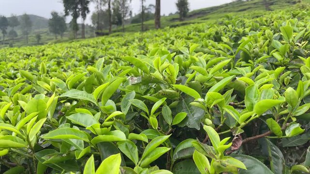 Slow and stable panning shot over a vast and lush high-altitude tea plantation on a fresh morning. In the foreground, two beautiful purple morning glory flowers are in perfect bloom, adding a striking