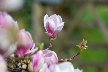 Obraz premium Close up of a saucer magnolia (magnolia x soulangeana) flower in bloom