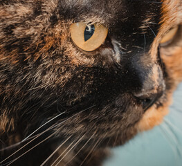 Majestic concept featuring a close-up of a cat's face with striking yellow eyes, capturing a powerful, regal, and intense expression © callmehella