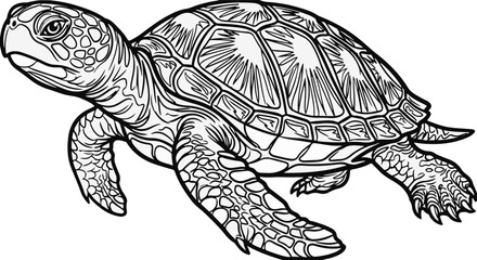 Fototapeta premium Sea Turtle Hand Drawn Marine Animal Vector Illustration