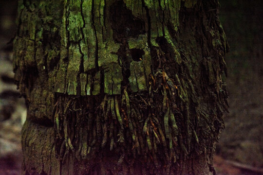 Rough Palm Tree Bark and Exposed Root System Texture