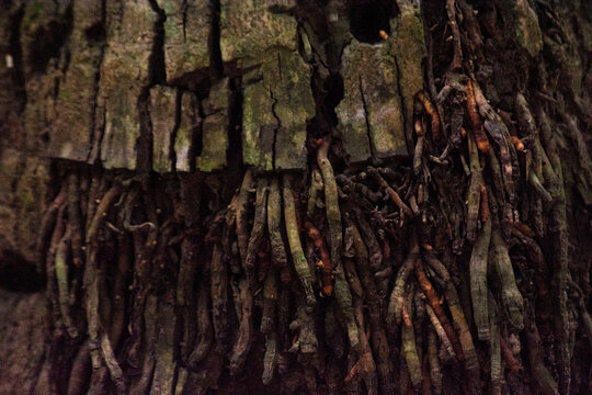 Rough Palm Tree Bark and Exposed Root System Texture